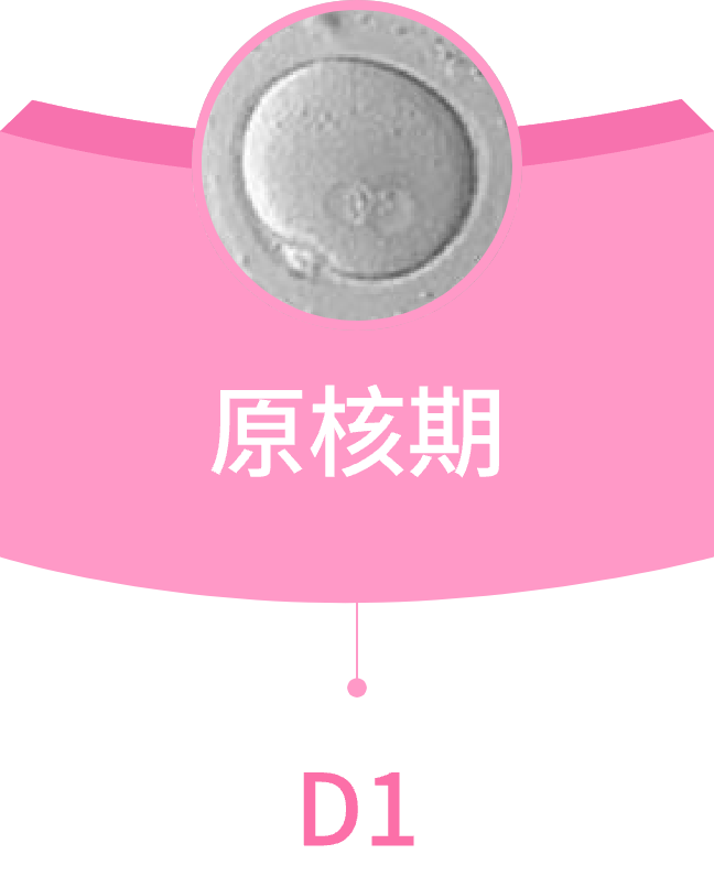 原核期
