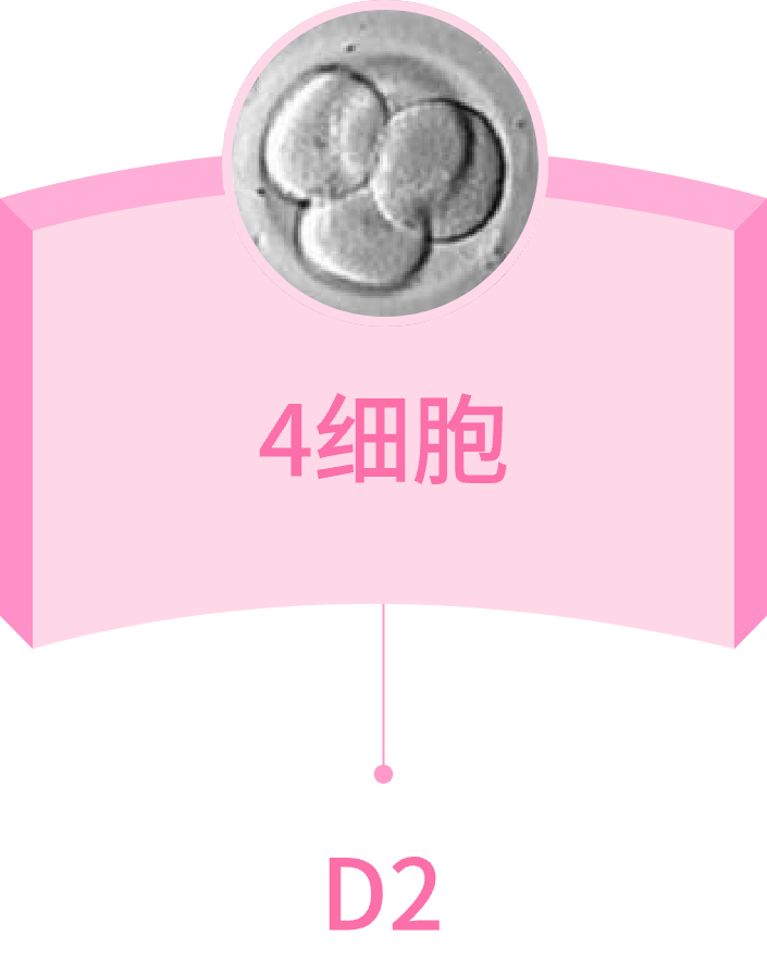 4细胞