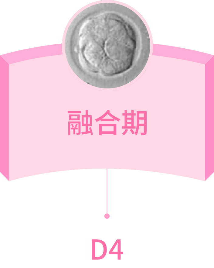 融合期